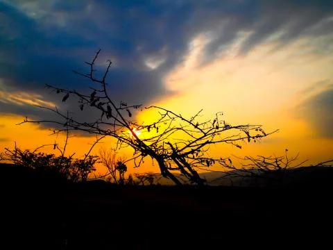 Dead tree with twilight Stock Photos