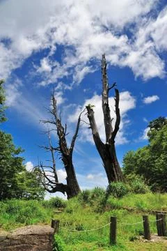 Dead tree of two Foto stock