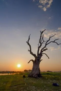 Dead tree. U Bein bridge. Mandalay. Myanmar. Stock Photos