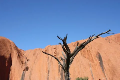 Dead tree at Uluru/Ayers Rock - Arbre mort à Uluru Stock Photos