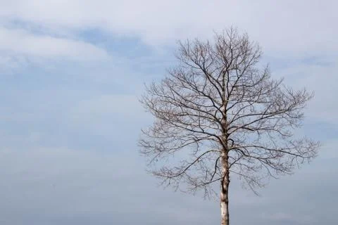 Dead tree under clean blue sky Stock Photos