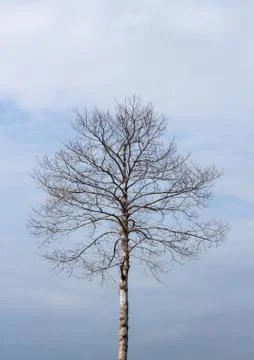 Dead tree under clean blue sky Stock Photos