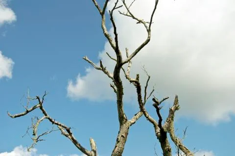 Dead tree under cloudy blue sky Stock Photos