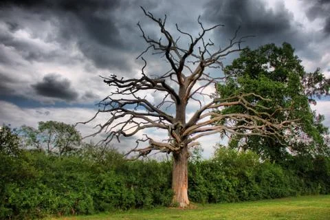 A dead tree under a cloudy sky Stock Photos