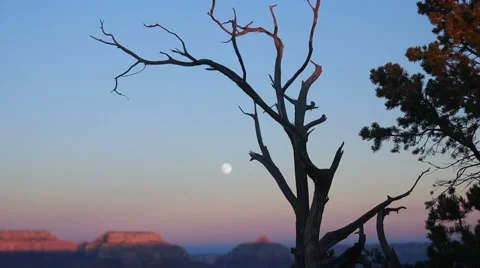 Dead tree under faint moon, close-up Stock Footage 65326376