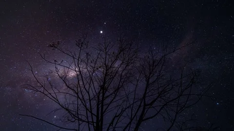 Dead tree under the Milky Way Stock Footage 268015317
