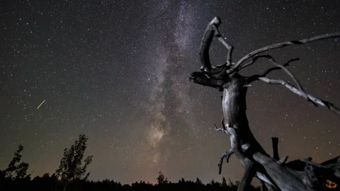 Dead Tree Under the Milky Way at Night Stock Footage 325958660