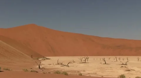 Dead tree valley Stock Footage 12146419