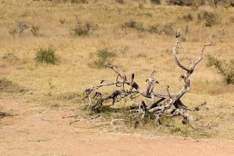 Dead tree in veld background Stock Photos