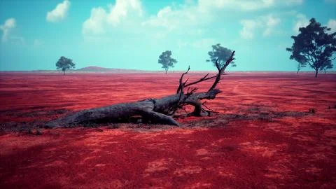A dead tree in a vibrant red field surrounded by other trees 스톡 일러스트