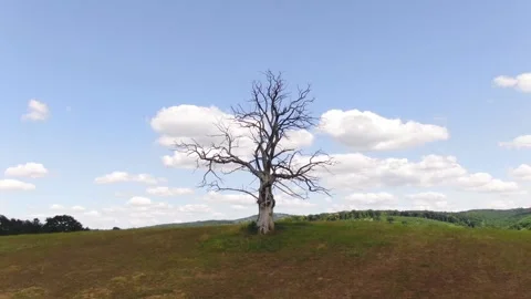 Dead tree video with vertigo effect Stock Footage 133768214
