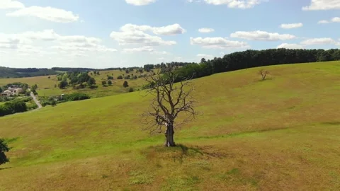 Dead tree video with vertigo effect Stock Footage 133768215