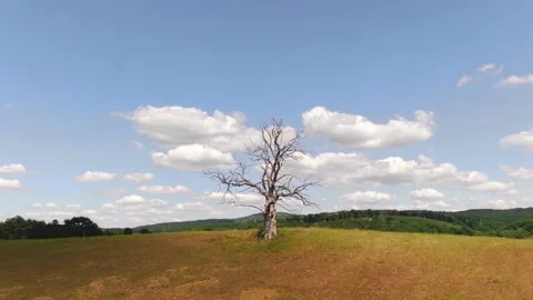 Dead tree video with vertigo effect Stock Footage 133768216