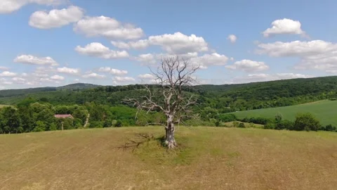 Dead tree video with vertigo effect Stock Footage 133768217