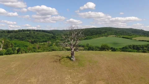 Dead tree video with vertigo effect Stock Footage 133768218
