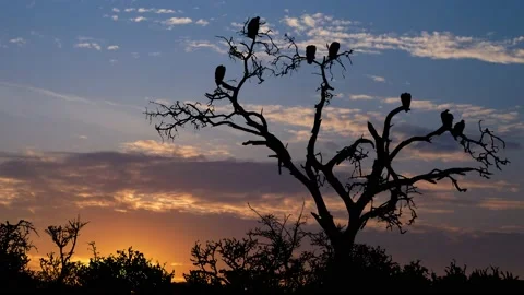 Dead Tree With Vultures, Time Lapse at Sunrise Stock Footage 134895495