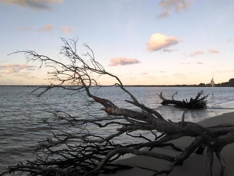 A dead tree washed up onto a beach. Stock Photos