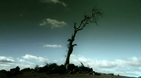 Dead Tree Wasteland Time Lapse - Drought, Desert 動画素材 496038