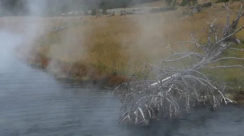 Dead Tree in Water at Terrace Spring in Yellowstone National Park Stock Footage 42148921