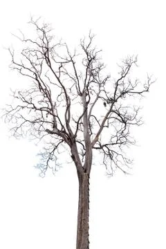 Dead tree on white background Stock Photos