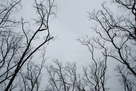 Dead tree With white sky Stock Photos