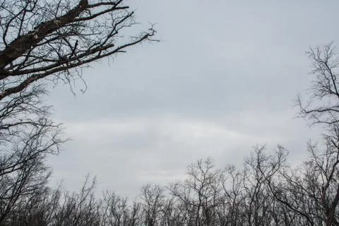 Dead tree With white sky Stock Photos