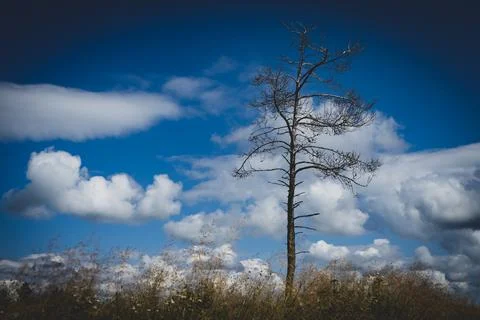 Dead tree on wide field with dramatic sky Stock Photos