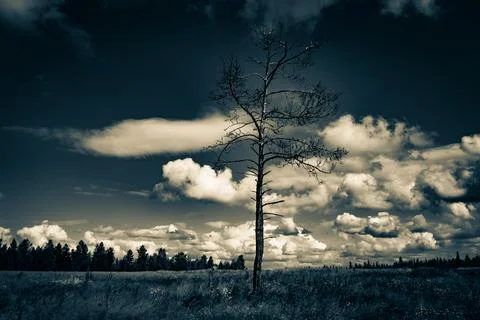 Dead tree on wide field with dramatic sky. Stock Photos