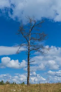 Dead tree on wide field with dramatic sky. Old lonely tree in the field again Stock Photos
