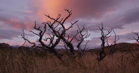 Dead tree from wildfire during sunrise in Torres Del Paine Stock Footage 90077346