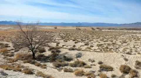 Dead Tree, Windy Day in the Desert Video stock 38107274