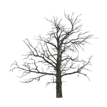 Dead tree in winter isolated on white background Stock Photos