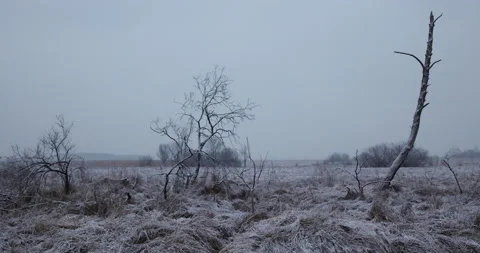 Dead tree in winter scenery, 4K slomo Stock Footage 168377751