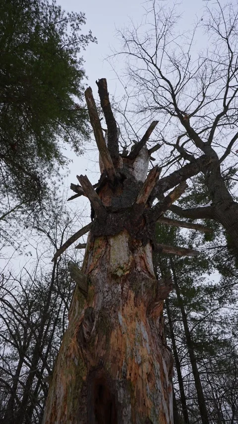 Dead Tree in a Winter Snowy Forest in Greenwood Conservation Area, Ajax 스톡 동영상 331011154