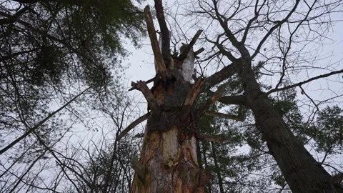 Dead Tree in a Winter Snowy Forest in Greenwood Conservation Area, Ajax Stock-Footage 331011157