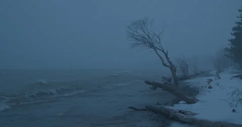 Dead Tree on a Wintery Beach at Night 库存影片 246329464