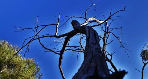 Dead tree in Winton Stock Photos