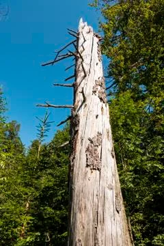 Dead tree without bark after bark beetle infestation Foto stock