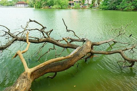 A dead tree without leaves lies in a pond Stock Photos