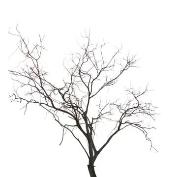 Dead tree without leaves Stock-Fotos