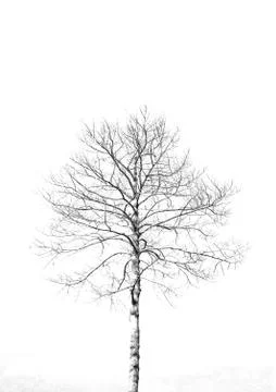 Dead tree without leaves Stock Photos