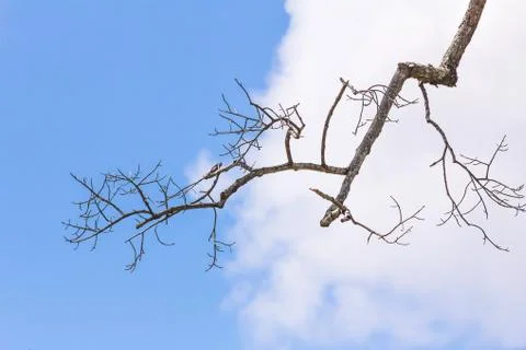 Dead tree without leaves Stock Photos