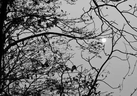Dead tree without leaves with the sun Stock Photos