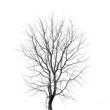 Dead Tree without Leaves on white Stock Photos