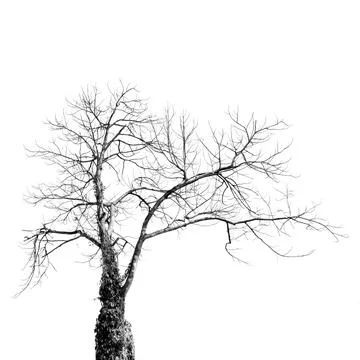 Dead Tree without Leaves on white Stock Photos