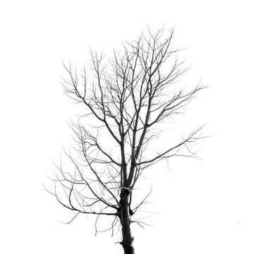 Dead Tree without Leaves on white Stock Photos