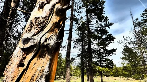 Dead Tree with Yellow Bark Video stock 38841896