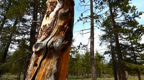 Dead Tree with Yellow Bark, Pine Forest Video stock 38841888