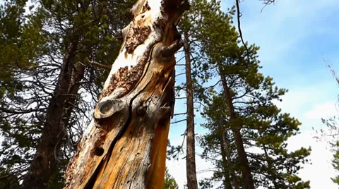 Dead Tree with Yellow Bark, Pine Forest Vídeos de archivo 38841898