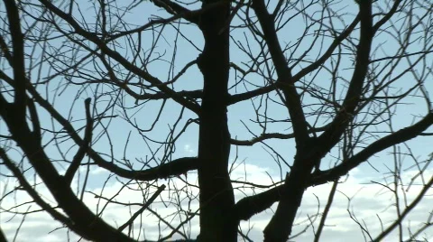 Dead Tree Zoom Out Stock Footage 487767